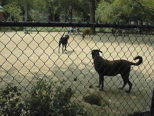 dogs in New York